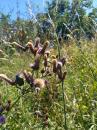 Acker-Kratzdistel Cirsium arvense