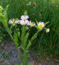 einjaehriger Feinstrahl Berufkraut (Erigeron annuus)