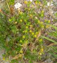 Feldklee (Trifolium campestre)