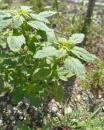 Fuchsschwanz aufsteigend (Amaranthus blitum)