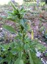 Fuchsschwanz (Amaranthus retroflexus) wilder Amarant