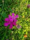 Heide-Nelke (Dianthus deltoides)