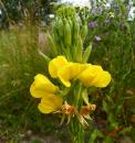 Nachtkerze (Oenothera)