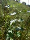 Silberpappel (Populus alba)