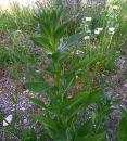 Virginischer Tabak (Nicotiana tabacum)