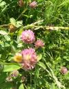 Wiesenklee oder Rotklee (Trifolium pratense)