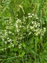 Wiesen-Labkraut (Galium mollugo) Grasstern