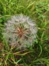 Wiesen-Bocksbart (Tragopogon pratensis)