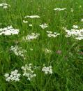 Wiesenkerbel (Anthriscus sylvestris)