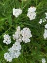 Wiesenscharfgarbe (Achillea millefolium)