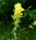 zottiger Klappertopf (Rhinanthus alectorolophus)