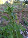 Zurueckgekruemmter Fuchsschwanz (Amaranthus retroflexus)