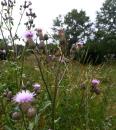 Acker-Kratzdistel (Cirsium arvense)