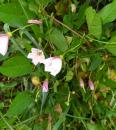 Ackerwinde (Convolvulus arvensis)