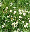 Ausdauerndes Gaensebluemchen - Bellis perennis