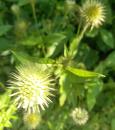 behaarte Karde (Dipsacus pilosus)