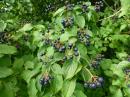 Blutroter Hartriegel (Cornus sanguinea)