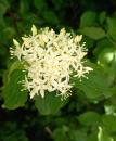 Blutroter Hartriegel (Cornus sanguinea)