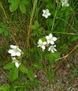 Wilde Brombeere (Rubus fruticosus)