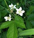 Wilde Brombeere (Rubus fruticosus)