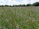 Bueschelschoen Rainfarn-Phazelie (Phacelia tanacetifolia)