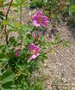 California Wild Rose (Kalif. Heckenrose) 
