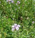 Catterpillars Blue-Curls (Phacelia congesta)