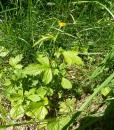 Echte Nelkenwurz (Geum urbanum)