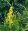 Echtes Labkraut (Galium verum)