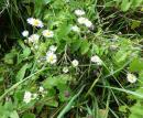 einjaehriger Feinstrahl Berufkraut (Erigeron annuus)