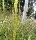 Faerber Wau (Reseda luteola)