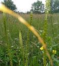 Faerber Wau (Reseda luteola)