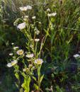 Einjaehriges Berufkraut (Erigeron annuus), Weisses oder Feinstrahl-Berufskraut