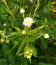 weisses oder Feinstrahl Berufkraut (Erigeron annuus)