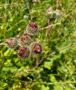 Filz-Klette, Wollkopf-Klette (Arctium tomentosum) 