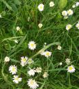 Gaensebluemchen (Bellis perennis) - Korbbluetler (Asteraceae). Bekannt ist es auch als ?Tausendschoen? und Marienbluemchen. 