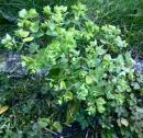 Gartenwolfsmilch (Euphorbia peplus)