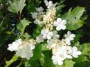 gemeiner, gewoehnlicher Schneeball (Viburnum opulus), , Herz-, Blut- od. Dampfbeere, Drosselbeerstrauch, Geissenball, Glasbeere