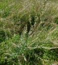 gewoehnlicher Beifuss (Artemisia vulgaris)