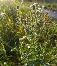 gewoehnliches Bitterkraut (Picris hieracioides) oder Habichtskraut-Bitterkraut 