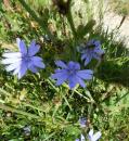 gewoehnliche Wegwarte (Cichorium intybus)