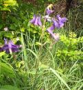 gewoehnliche oder Wald Akelei (Aquilegia vulgaris)