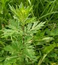 Gewuerz-, Gewoehnlicher oder Gemeine Beifuss (Artemisia vulgaris)