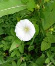 Gewoehnliche Zaunwinde doer Ufer-Zaunwinde (Calystegia sepium) 