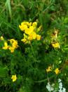 gewoehnlicher Hornklee (Lotus corniculatus)