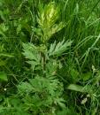 Gewuerzbeifuss, gewoehnl. Beifuss oder Besenkraut (Artemisia vulgaris) 