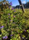 gewoehnlicher blauer Natternkopf (Echium vulgare)