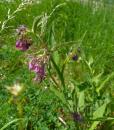 gewoehnlicher Beinwell (Symphytum officinale)