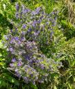 gemeiner blauer Natternkopf, Blauer Heinrich, Johanneskerze (Echium vulgare)