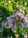 gewoehnliches Seifenkraut (Saponaria officinalis) Waschwurz